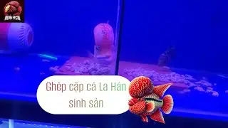 Cá La Hán sinh sản - Cách lai tạo cá La Hán - Ghép cặp cá La Hán