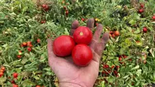 ЕС 14916 новинка томата отличного качества