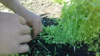 Прополка моркови