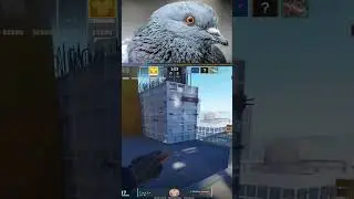 Twitch : 1mr_eugene  #csgo #gaming #csgofunny #shorts