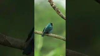bird nature fauna colombia #wildlife #shorts #birds