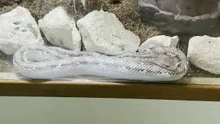 REPTILE SECTION at PAPHOS ZOO in CYPRUS