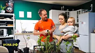 КУПИЛ САЖЕНЦЫ И ЛОХАНУЛСЯ, ТЕПЕРЬ ВЫРАЩИВАЮ САМ