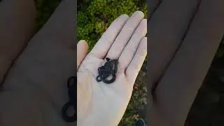 Ring neck snake (Diadophis punctatus)