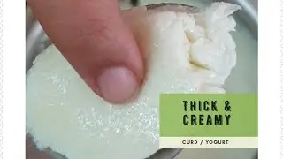 Homemade Simple Thick & Creamy Curd | Yogurt | Market Style Curd