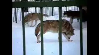 весенние брачные игры волков