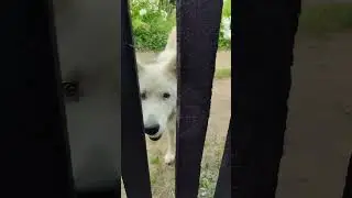 У нас снова гости только уже с намерением поселится☺️Тгк Весёлая семейка