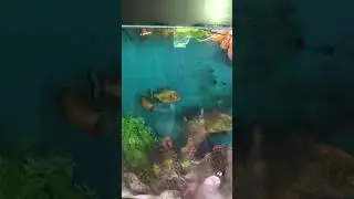 Piranha in 100 gallon tank. 🐠#youtubeshorts #piranha #exoticfish #amazon