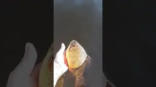 трофей #fishing #meme  , золотая рыбка , рыбалка