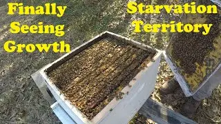 Single Brood Seeing Some Growth | Prevent Starving Bees