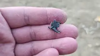 продолжаю штурмовать  пляжи! minelab x Terra pro поиск в воде! 2024!кольцо "Великана"