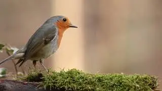 Birds Sound - 🐦Bird singing in the forest🐦 || Nature Relaxation Video || Beautiful Nature27 🐦