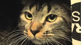 SPCAContestOct16.mov