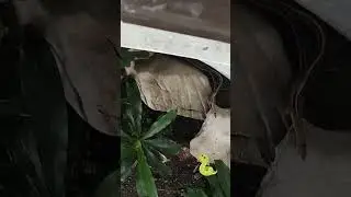 Snake 🐍