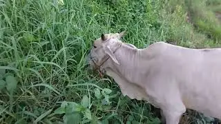 PAANO KUMITA NG EXTRA I MAGKANO ANG HALAGA NG UNA KONG ALAGANG BAKA+MAGKANO ANG GASTOS SA PAG AALAGA