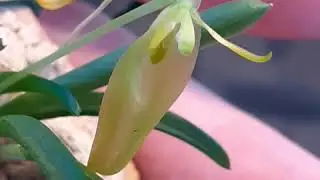 Посадка орхидей на блоки из керамики