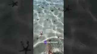 Морские звезды на Фукуоке. Вьетнам. Водопад.