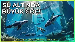 Okyanuslarda Binlerce Kilometrelik Yolculuk: Deniz Canlılarının Göçleri
