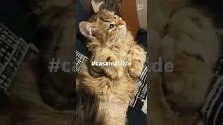 #casamatilde: the kitten plays on the sofa