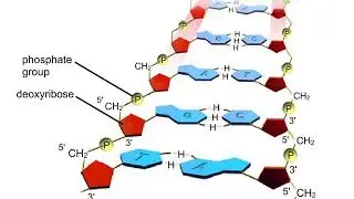 DNA close up Animation