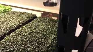 Microgreens update 2107.15.01.2021