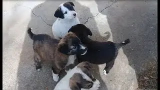 Black & White Stray pups eat raw fish head | Stray pups with Mother dog | Mountain Village 