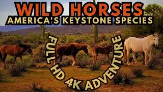 Wild Horses America's Keystone Species in 4K HD by Earth Nature Creations 
