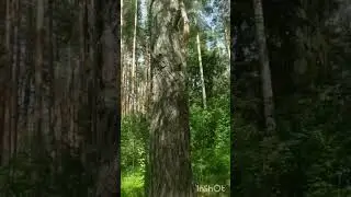 рэхэт утсен кичлэрегез!🌛✨✨✨
