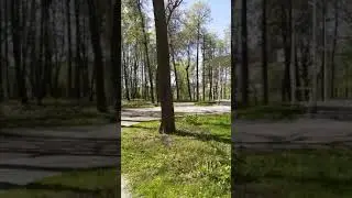 В городском парке...