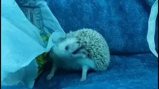 What will Mr Hedgie use to self-anoint? Fabric bag, plastic bag or the couch?