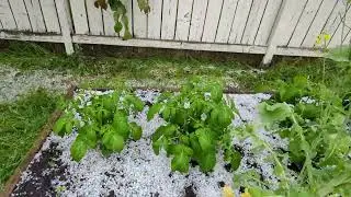 Garden after Hail destruction 😭 #calgary #garden #gardening