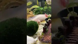 How do axolotls sleep?😴💤 I answer your questions 💋 