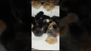 Цыплята Сутки отроду