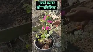 मल्टी कलर बोगनवेलिया कैसे बनाई||