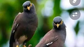 শালিক পাখি নন্দিনীর।।