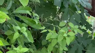 40+Year Old Potted Rubber Tree