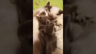 СОННЫЕ ЛАПКИ .
