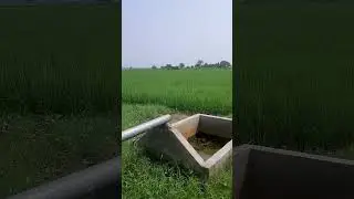 Rice crop everywhere🔥#youtubeshorts #viralvideo #agriculture