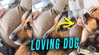 Loving Dog Lying by Pregnant Lady’s Belly Then Wrapping Her With Its Arm