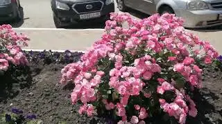 Обзор розы Ангела