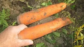 Уборка моркови