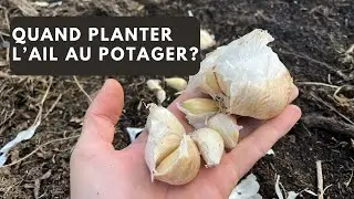 Comment planter l’ail en octobre?