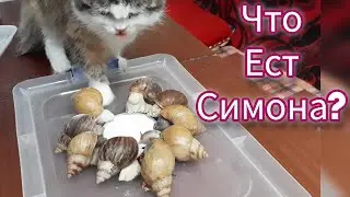КОШКА СИМОНА ЗА ЗДОРОВОЕ ПИТАНИЕ!