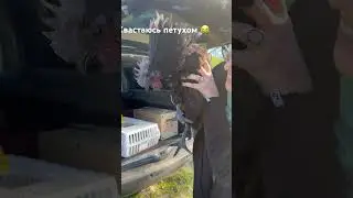 Я хвастаюсь петухом