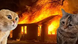 Two cats have their house burned down!