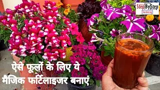 Magic Fertilizer to get heavy bloom//ऐसे फूल चाहिए तो ये फर्टिलाइजर बनाए