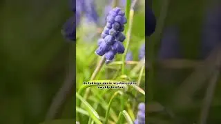 szybki MAKRO TIP 📸🐝🔍 