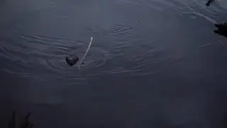 Бобёр мешает ловить рыбу