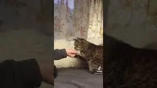 Дрессировка кошки. Команда дай лапу. #дрессировкакошки