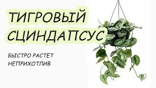 Сциндапсус расписной/ пестролистный. Как ухаживать дома